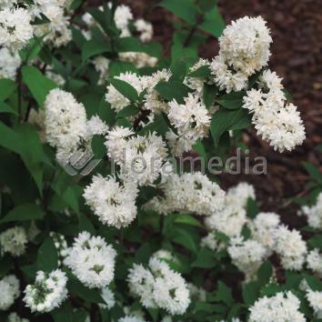 DEUTZIA
